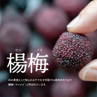やまもも」のことなら和歌山県上富田にある口熊野かみとんだ山桃会へ